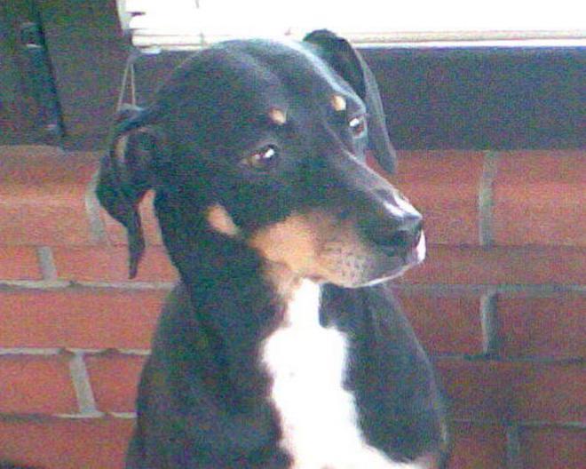 sos animali