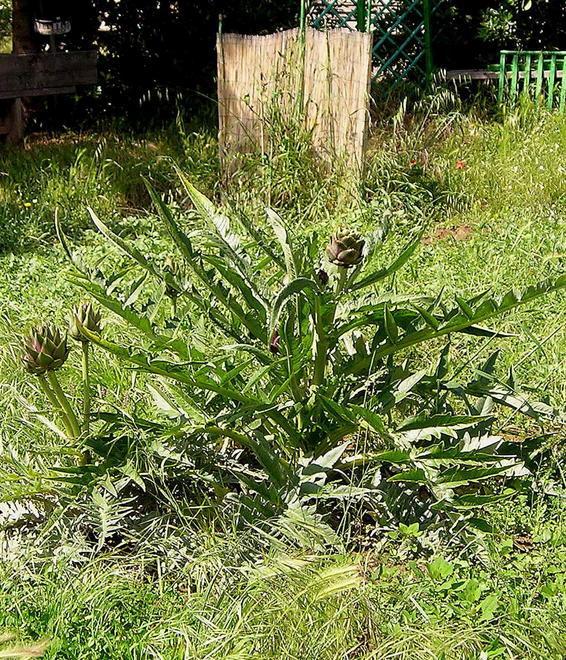 «Salvia, carciofi e rosmarino pagati da Crom a peso d’oro»