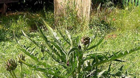 «Salvia, carciofi e rosmarino pagati da Crom a peso d’oro»