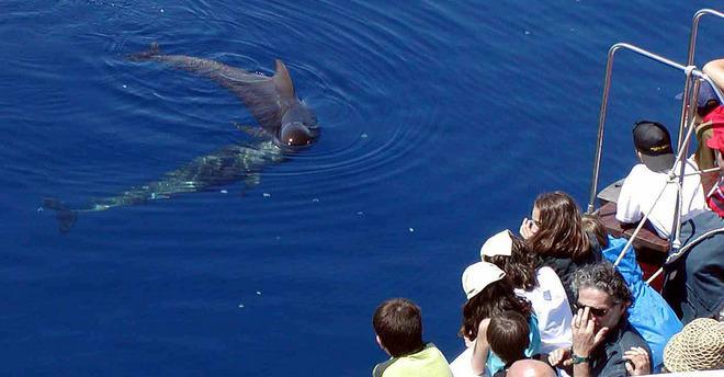 Il Comune in aiuto dei cetacei 
