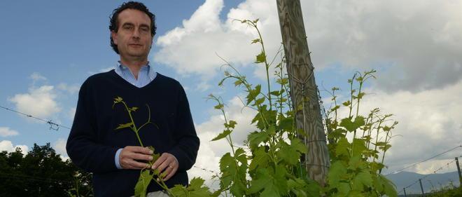 Quel pezzo di nord a La Rotta nuova patria del Pinot grigio 