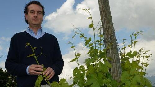 Quel pezzo di nord a La Rotta nuova patria del Pinot grigio
