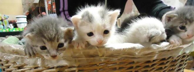 Baby gatti cercano famiglia