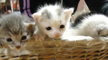 Baby gatti cercano famiglia