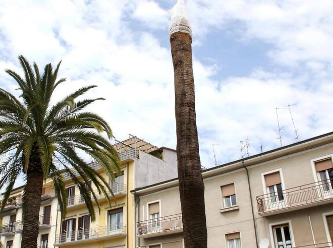 In piazza Shelley la palma-profilattico 