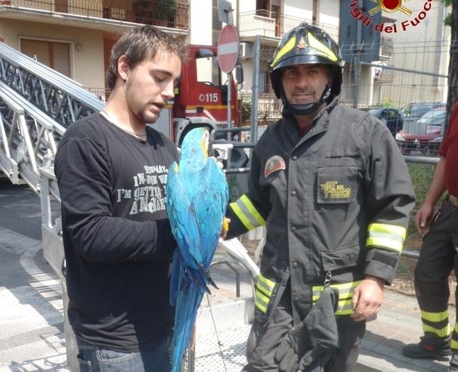 Recuperato dai vigili del fuoco un pappagallo fuggito dalla voliera 