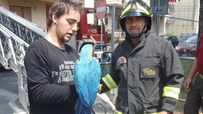 Recuperato dai vigili del fuoco un pappagallo fuggito dalla voliera