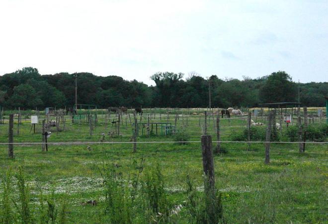 Sfrattata la onlus che salva gli animali dal macello 