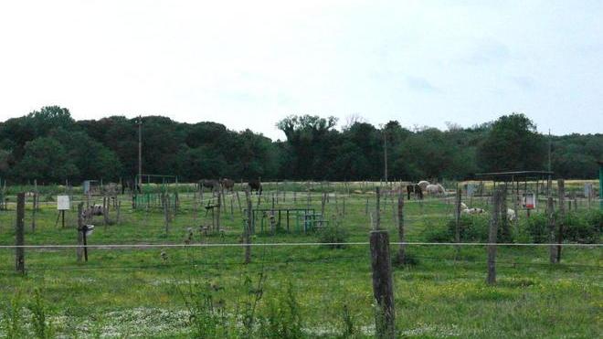 Sfrattata la onlus che salva gli animali dal macello