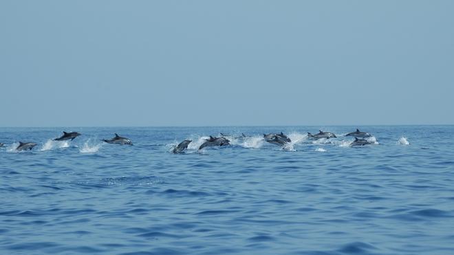 Ambiente, nella costa nord avvistati 50 delfini a rischio estinzione 