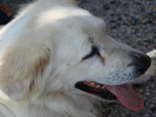 Pit-bull sbrana un cane la proprietaria si rivolge alla polizia provinciale 