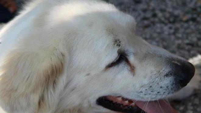 Pit-bull sbrana un cane la proprietaria si rivolge alla polizia provinciale