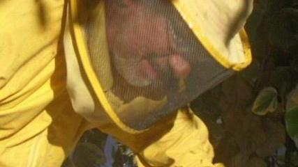 San Vincenzo, paura per due sciami d’api fra le case