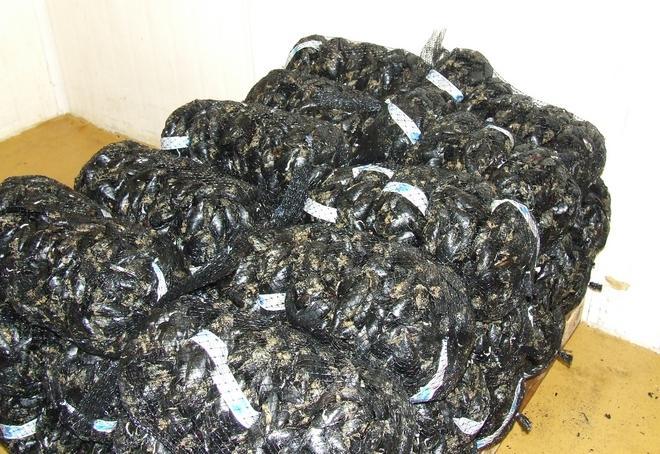 Bloccato un carico di cozze alla diossina 