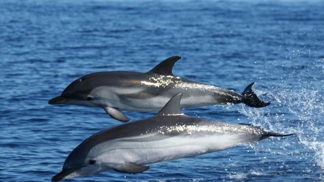 Avvistati 50 delfini in estinzione 