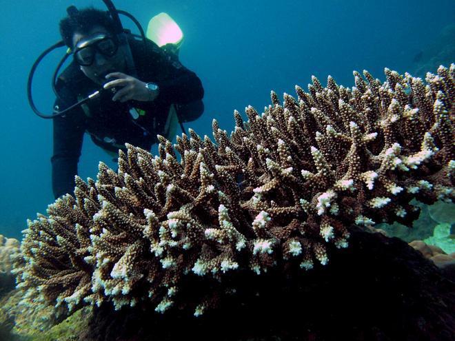 Corallo, stop alla pesca fino a tutto il 2013 