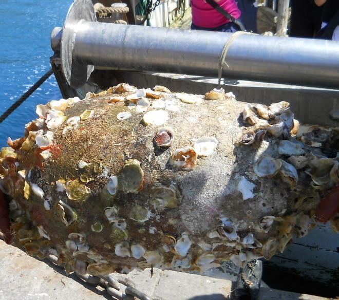 Antichi tesori spuntati dal mare 