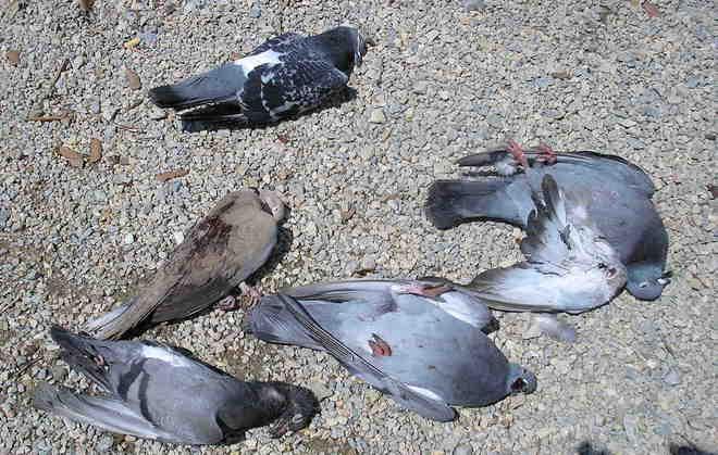 Una strage di piccioni con i pallini di piombo 