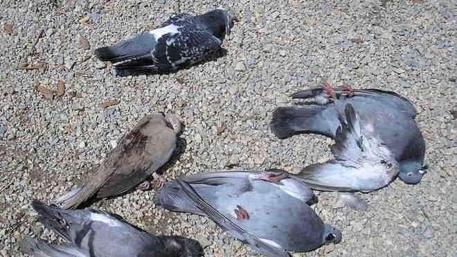 Una strage di piccioni con i pallini di piombo