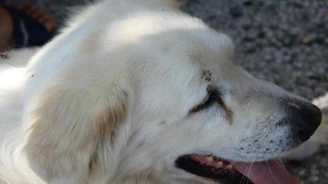 Cane sbranato da un pit-bull