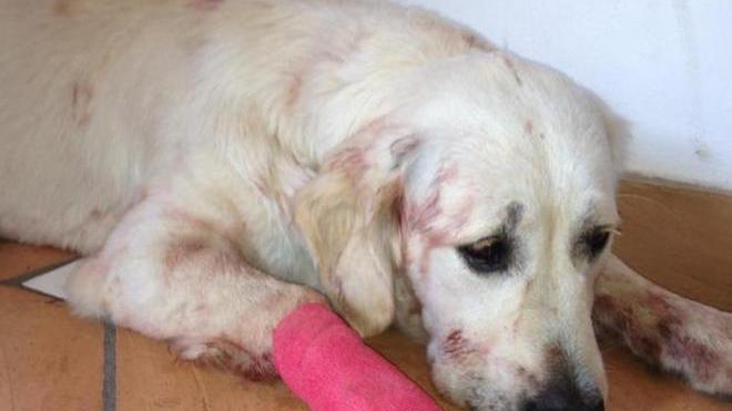 Cane rischia di morire dissanguato