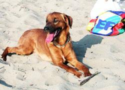 Anche i cani potranno essere portati al mare 