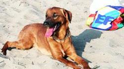 Anche i cani potranno essere portati al mare