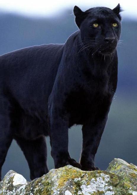 Il ritorno della pantera nera L’ha avvistata un contadino 