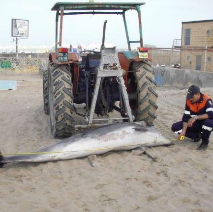 Trovato morto in spiaggia un grosso delfino Ancora ignote le cause del decesso