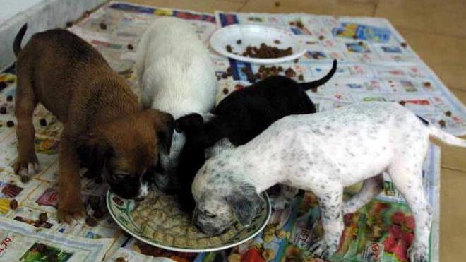 Oggi un’iniziativa contro la violenza sugli animali