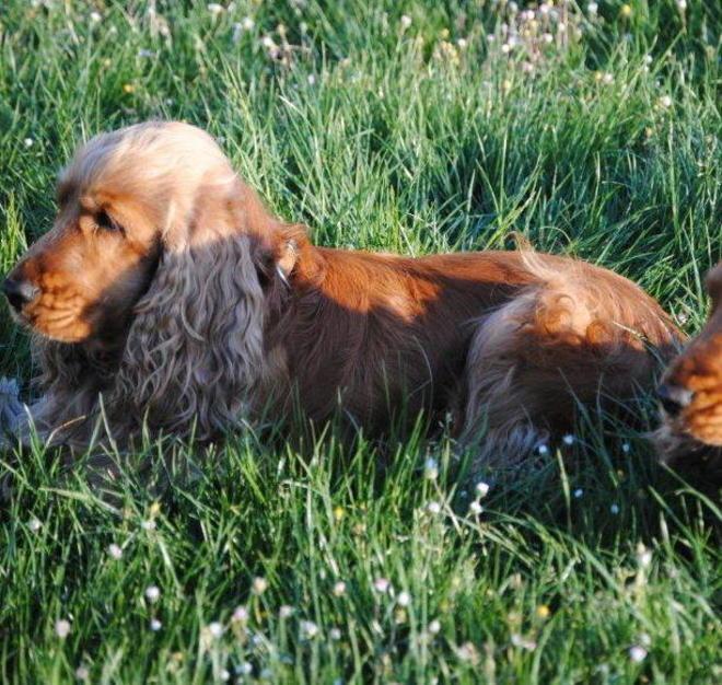 Fido senza guinzaglio: maximulta 