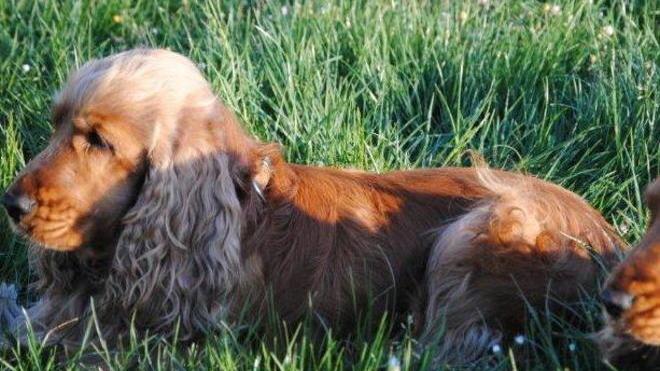 Fido senza guinzaglio: maximulta