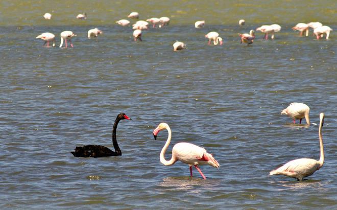 Il cigno nero australiano banchetta con i fenicotteri 