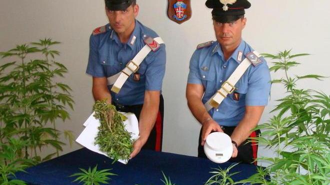 Scoperto con una piantagione di marjiuana vicino a casa