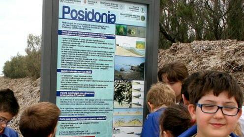 Gli alunni scoprono le posidonie