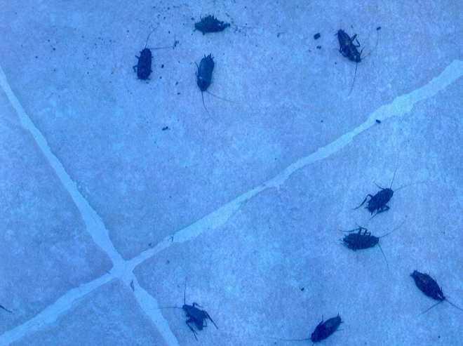 Nel centro storico le blatte sono di casa 