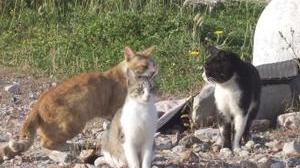 Viene multato chi non soccorre un gatto