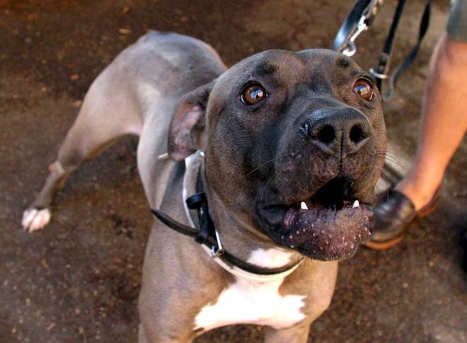 Azzannata al viso dal suo cane, anziana in ospedale 