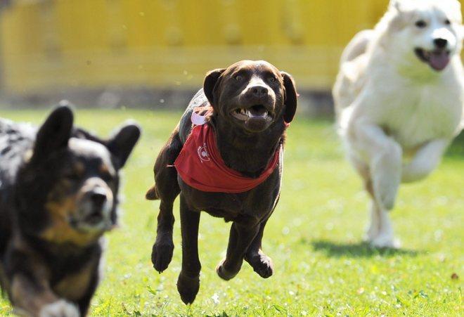 Cani avvelenati nello sgambatoio 
