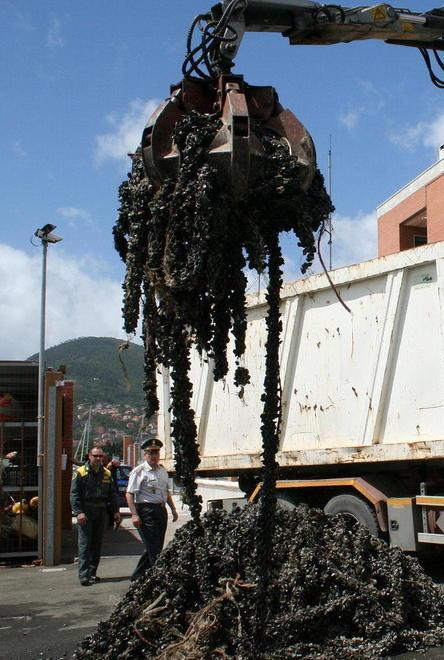 Sequestrate 5 tonnellate di mitili