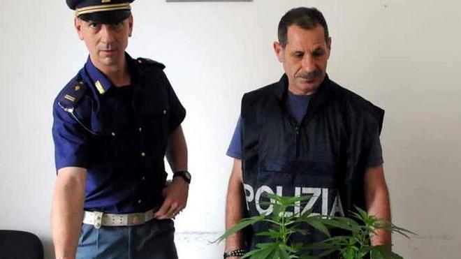 Coltivava piante di marijuana in casa, giovane nei guai
