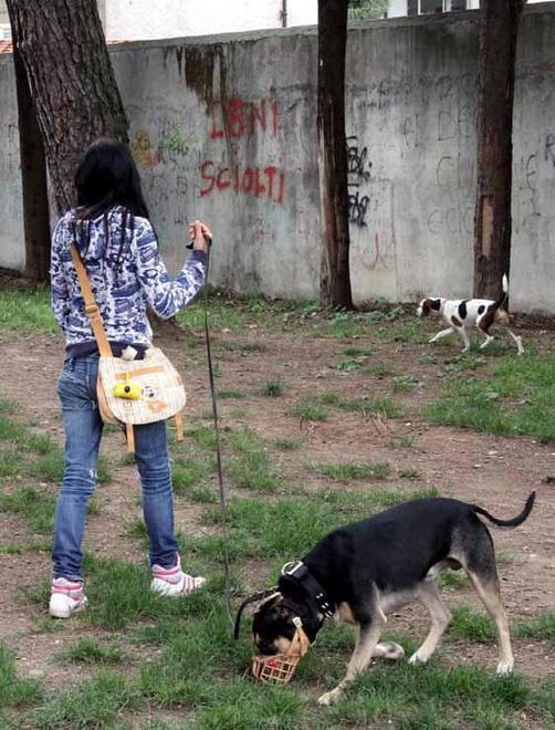 Cani avvelenati, sopralluogo ad Avenza 