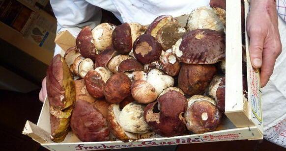 Estate senza porcini, fungaioli in allarme 
