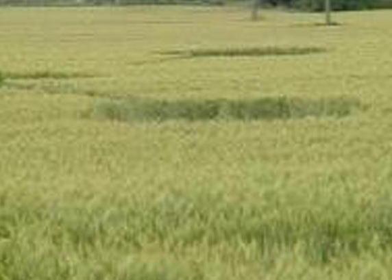 I cerchi nel grano? Solo uno scherzo