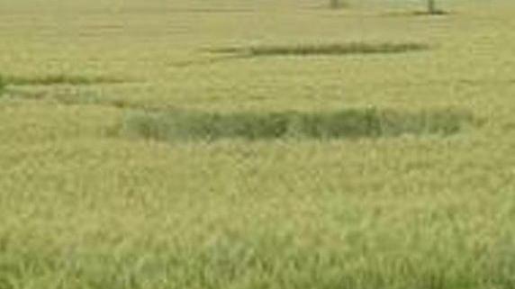 I cerchi nel grano? Solo uno scherzo