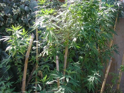 Coltiva marijuana in serra, arrestato a Seravezza 