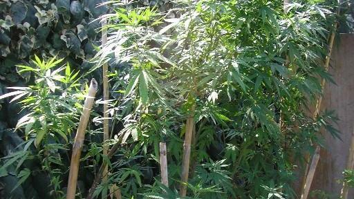 Coltiva marijuana in serra, arrestato a Seravezza