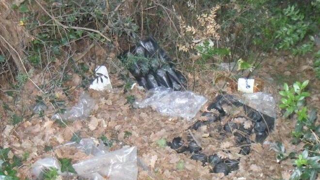 Una discarica a cielo aperto nel bosco
