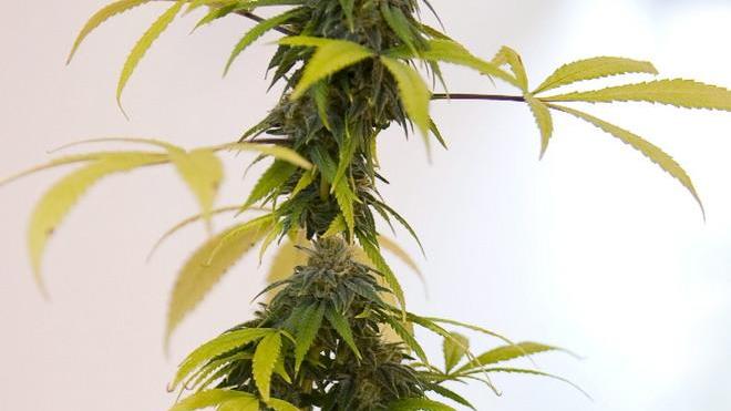 Coltivava marijuana nella serra in casa