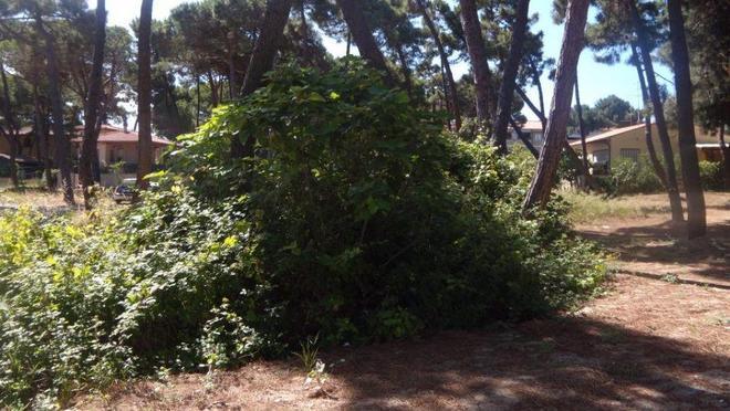 Strade dissestate e sporco Allarme degrado a Marina 